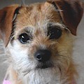 Puppy Love by Suzanne Schaefer Puppy Love by Suzanne Schaefer