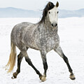 Purebred Grey Andalusian Mare Trotting Through The Snow by Carol Walker / Naturepl.com