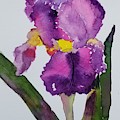 Purple Bearded Iris Painting by Ann Frederick Purple Bearded Iris Painting by Ann Frederick