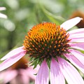 Purple Coneflower Bloom and Petals Photograph by Christopher Lotito Purple Coneflower Bloom and Petals Photograph by Christopher Lotito