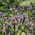 Purple Flowers Photograph by Kelly Thackeray Purple Flowers Photograph by Kelly Thackeray
