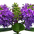 Purple Hebe. Photograph by Terence Davis Purple Hebe. Photograph by Terence Davis