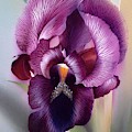 Purple Iris Head 1 Painting by Alina Oseeva Purple Iris Head 1 Painting by Alina Oseeva