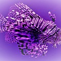 Purple Lionfish Photograph by Lucie Dumas Purple Lionfish Photograph by Lucie Dumas