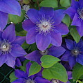 Purple Perennials Photograph by Ee Photography Purple Perennials Photograph by Ee Photography