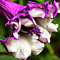 Purple Trumpet Flower Photograph by Raul Rodriguez Purple Trumpet Flower Photograph by Raul Rodriguez