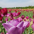 Purple Tulip by Paola Baroni Purple Tulip by Paola Baroni