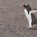 Quick Hurry - Gentoo Penguin by Alan M Hunt by Alan M Hunt