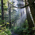 Rain Forest at La Push Photograph by Ed Clark Rain Forest at La Push Photograph by Ed Clark