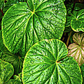 Raindrops on Green Leaves Photograph by Roslyn Wilkins Raindrops on Green Leaves Photograph by Roslyn Wilkins
