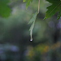 Raining Photograph by Frank J Casella Raining Photograph by Frank J Casella