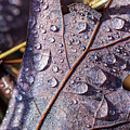 Nature Photography - Fall Leaves Photograph by Amelia Pearn Nature Photography - Fall Leaves Photograph by Amelia Pearn