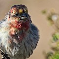 Rare Multicolored Male House Finch Photograph by Judy Kennedy Rare Multicolored Male House Finch Photograph by Judy Kennedy