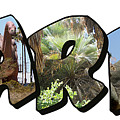 RARR Big Letter Dinosaurs Photograph by Colleen Cornelius