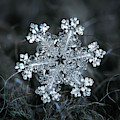 Real snowflake - 26-Dec-2018 - 1 by Alexey Kljatov