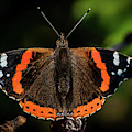 Red Admiral Butterfly in the cherry tree Photograph by Torbjorn Swenelius Red Admiral Butterfly in the cherry tree Photograph by Torbjorn Swenelius