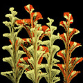 Red and Gold Floral by Lucy Arnold Red and Gold Floral by Lucy Arnold