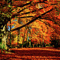 Red Autumn Photograph by Philippe Sainte-Laudy Red Autumn Photograph by Philippe Sainte-Laudy