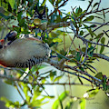 Red-Bellied Woodpecker With Acorn Photograph by DB Hayes Red-Bellied Woodpecker With Acorn Photograph by DB Hayes