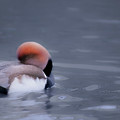 Red Crested Pochard by Valerie Kingston Red Crested Pochard by Valerie Kingston