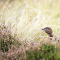 Red Grouse Photograph by Anita Nicholson Red Grouse Photograph by Anita Nicholson