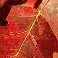 Nature Photography - Fall Leaves Photograph by Amelia Pearn Nature Photography - Fall Leaves Photograph by Amelia Pearn
