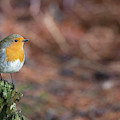 Red Robin in the woods at Autumn Photograph by Anita Nicholson Red Robin in the woods at Autumn Photograph by Anita Nicholson
