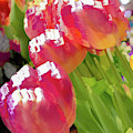 Red tulip flower pastel Photograph by Phillip Rubino Red tulip flower pastel Photograph by Phillip Rubino