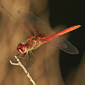 Red-veined darter Dragonfly Photograph by Pablo Avanzini Red-veined darter Dragonfly Photograph by Pablo Avanzini