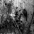Redbird Enjoying the Clarity of a Blue and Green Black and White Moment Photograph by Aberjhani Redbird Enjoying the Clarity of a Blue and Green Black and White Moment Photograph by Aberjhani