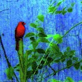 Redbird Enjoying the Clarity of a Blue and Green Moment Photograph by Aberjhani Redbird Enjoying the Clarity of a Blue and Green Moment Photograph by Aberjhani