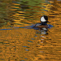 Reflecting with Hooded Merganser Photograph by Darryl Hendricks Reflecting with Hooded Merganser Photograph by Darryl Hendricks