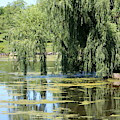 Reflections from Mother Willow Photograph by Colleen Cornelius Reflections from Mother Willow Photograph by Colleen Cornelius