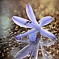 Reflections of Joy Photograph by Michelle Wermuth Reflections of Joy Photograph by Michelle Wermuth