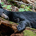 Resting Comfortably Photograph by Marcy Wielfaert Resting Comfortably Photograph by Marcy Wielfaert