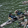 Resting Ducks Photograph by Rob Olivo Resting Ducks Photograph by Rob Olivo