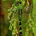 Resting Odanata 3 by Douglas Barnett Resting Odanata 3 by Douglas Barnett