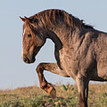 Roan Wild Mustang Horse, With Leg Raised To The Paw The by Carol Walker / Naturepl.com