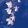 Robinia Pseudoacacia Photograph by Jaroslav Buna Robinia Pseudoacacia Photograph by Jaroslav Buna