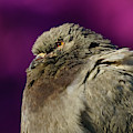 Rock Pigeon and Iron Fountain Headshot Photograph by Pablo Avanzini Rock Pigeon and Iron Fountain Headshot Photograph by Pablo Avanzini