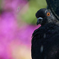 Rock Pigeon Hiding and Staring Photograph by Pablo Avanzini Rock Pigeon Hiding and Staring Photograph by Pablo Avanzini