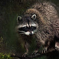Rocky Raccoon Painting by Jeanette Mahoney Rocky Raccoon Painting by Jeanette Mahoney