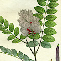 Rose Flowering Locust Mixed Media by Unknown Rose Flowering Locust Mixed Media by Unknown
