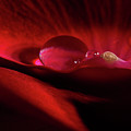 Rose Petal Droplet Photograph by Mike Eingle Rose Petal Droplet Photograph by Mike Eingle