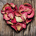Rose petals Photograph by Jelena Jovanovic Rose petals Photograph by Jelena Jovanovic