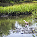 Roseate Spoonbill - Feeding by Scott Hansen