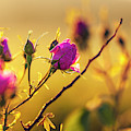 Roses In Gold Photograph by Evgeni Dinev Roses In Gold Photograph by Evgeni Dinev