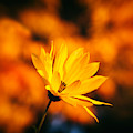 Rudbeckia Grandiflora 3 Photograph by Jaroslav Buna Rudbeckia Grandiflora 3 Photograph by Jaroslav Buna