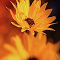 Rudbeckia Grandiflora Photograph by Jaroslav Buna Rudbeckia Grandiflora Photograph by Jaroslav Buna