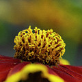 Rudbeckia by Smart Aviation Rudbeckia by Smart Aviation